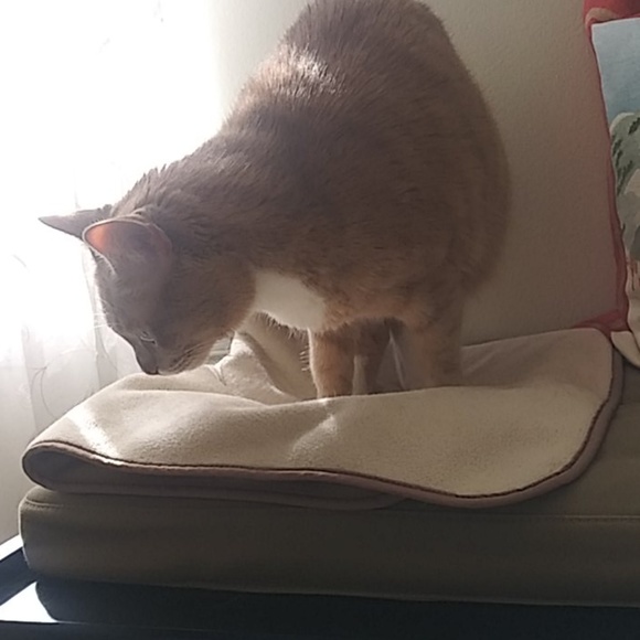 Meet your Posher, Dan - Picture 1 of 1